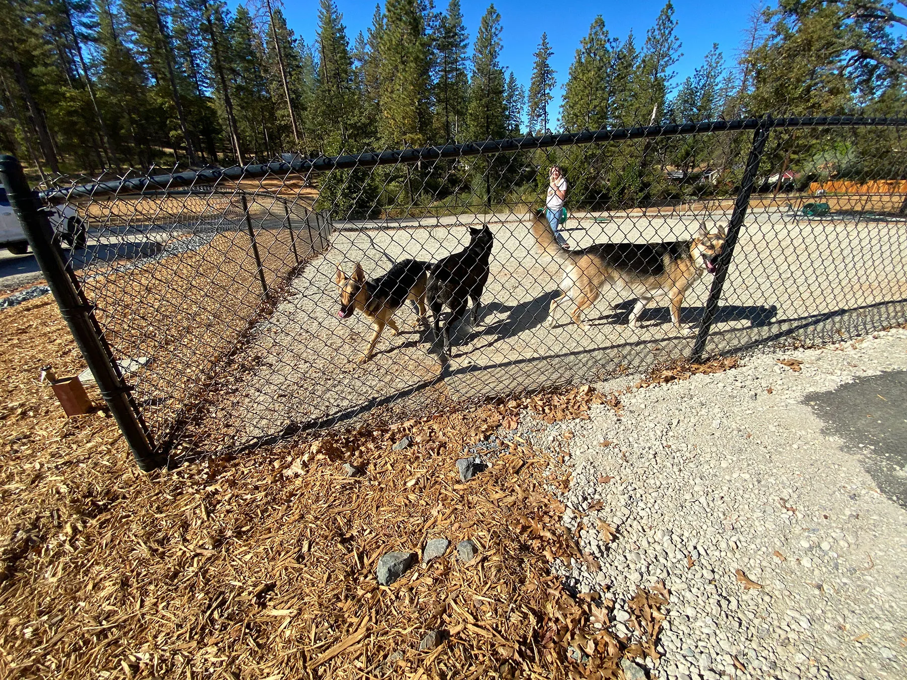 Dogs playing in the fenced dog park at Grass Valley RV Resort