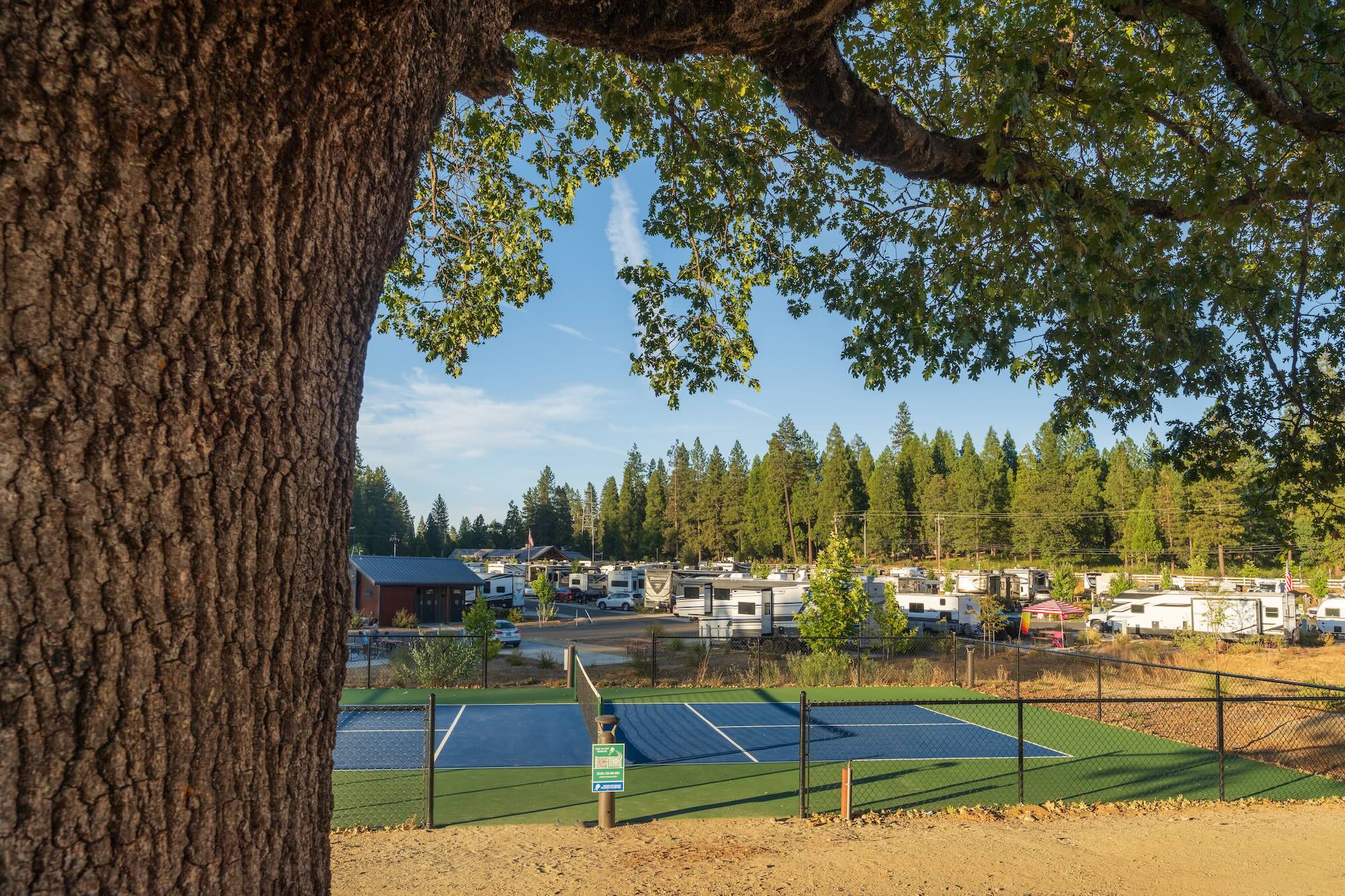 Pickleball courts beneath a shade tree at Grass Valley RV Resort